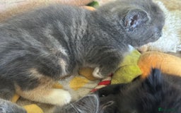 Mixed Breed cats for sale: Two beautiful kittens  - Image 6