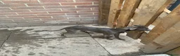 Italian Greyhound dogs for sale: Beautiful Italian greyhound puppies  - Advert 14