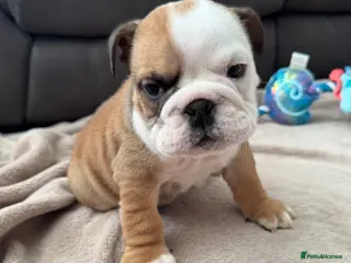 English Bulldog dogs KC REG Red and White Traditional Bulldog Puppies - Advert 3
