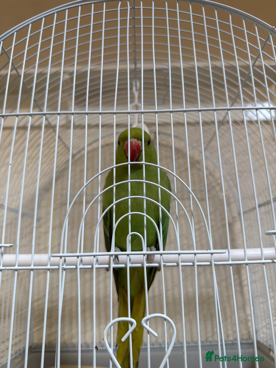 Parrots birds for sale: Parrot - Image 3