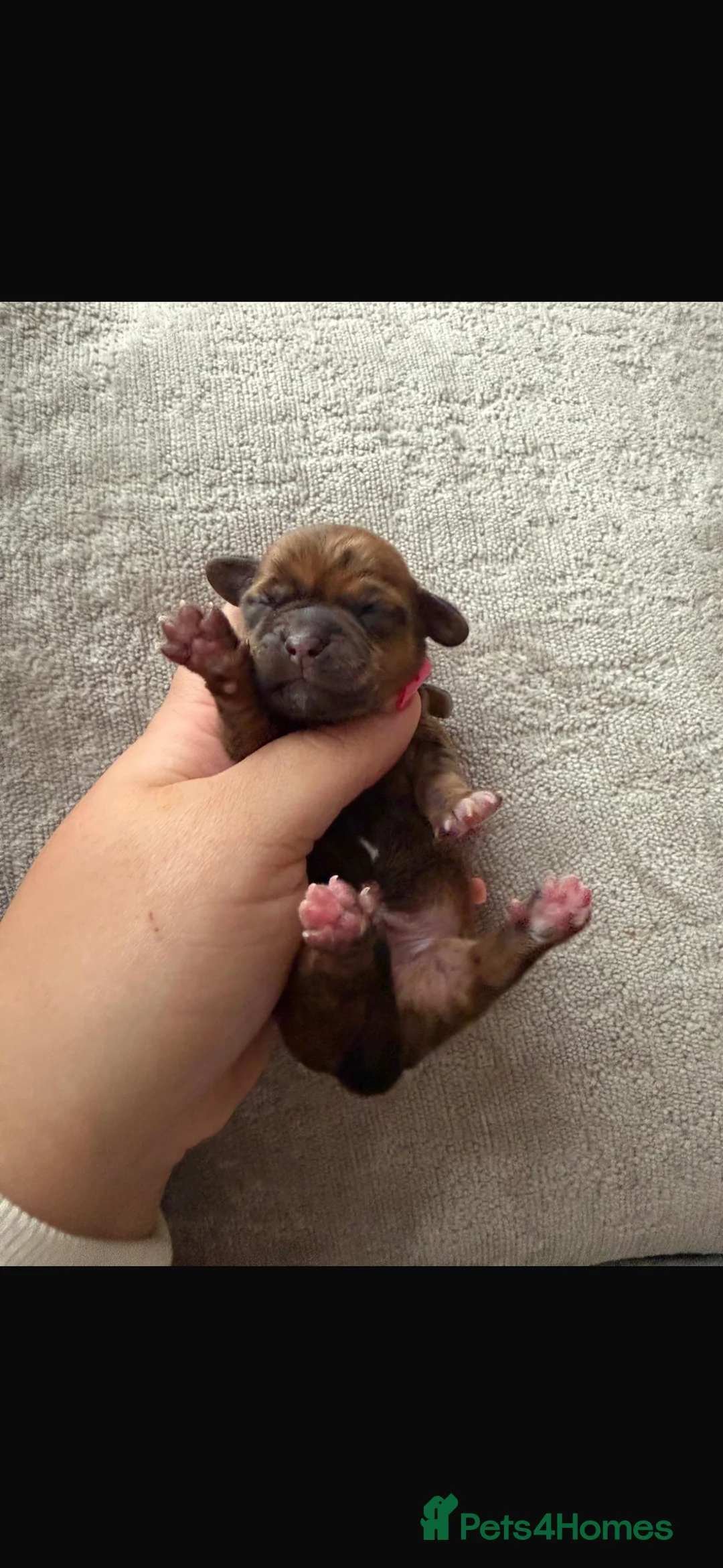 Mixed Breed dogs for sale: Shweenies   in Sheffield - Advert 7