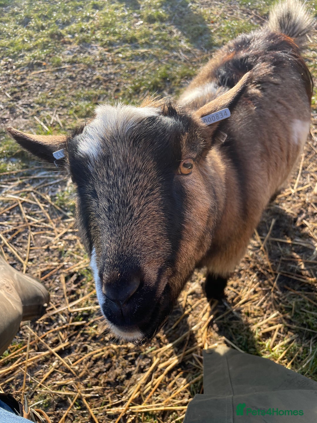 Goats livestock for sale: Three gorgeous male Pygmy goats. Must go together. - Advert 3