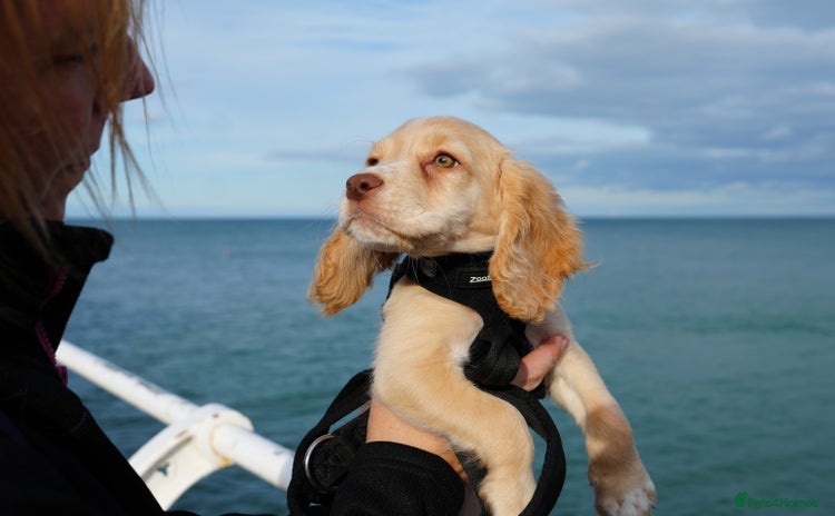 Cocker Spaniel dogs - Advert 14