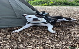 Mixed Breed dogs for sale: American bulldog  - Advert 6