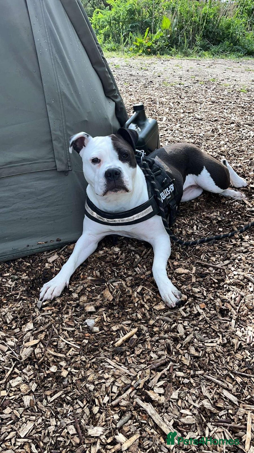 Mixed Breed dogs for sale: American bulldog  - Advert 6