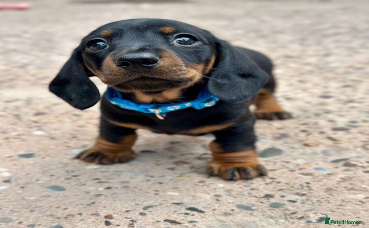 Miniature Dachshund dogs - Advert 2