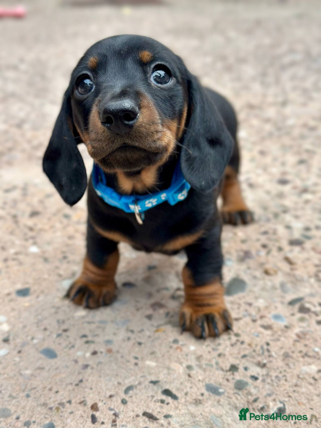 Miniature Dachshund dogs for sale: Miniature Smooth-Haired Dachshunds  - Image 1
