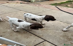 German Shorthaired Pointer dogs for sale: German shorthaired pointer - Image 5