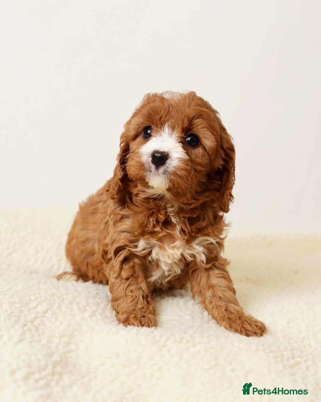 Cavapoo dogs for sale: FOX RED CAVAPOOS READY SOON ♥️ - Advert 7