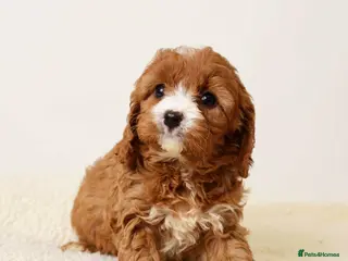 Cavapoo dogs BOY LEFT ♥️ - Advert 5