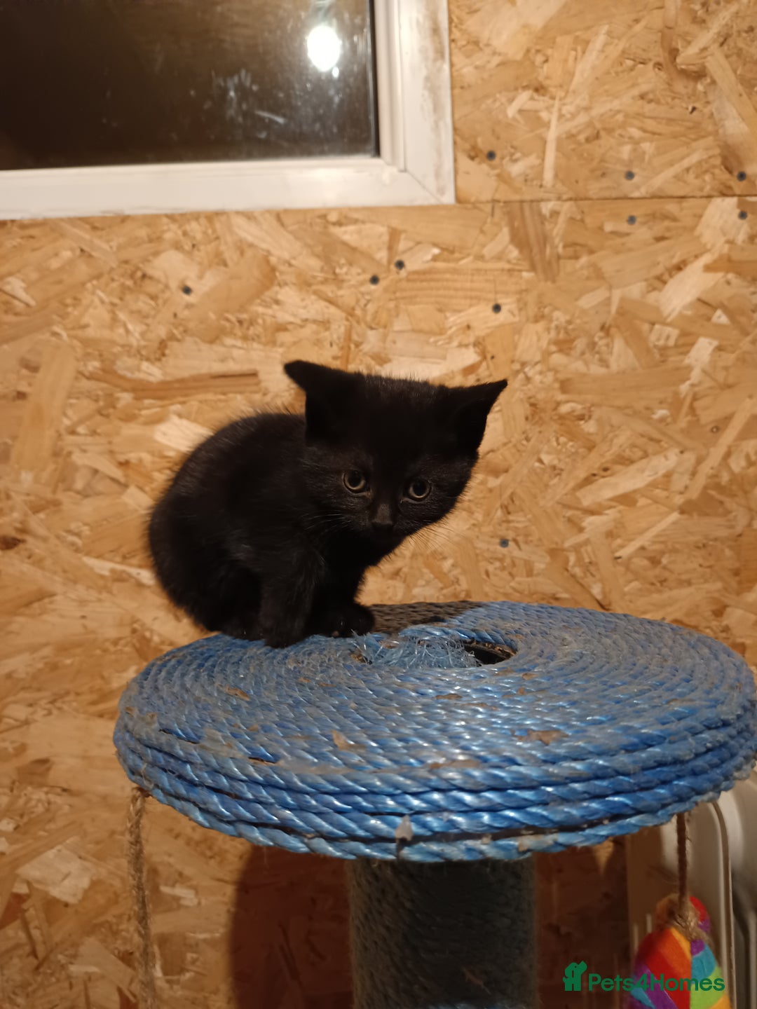 Mixed Breed cats for sale: Cats ready to find a new owner. - Advert 15