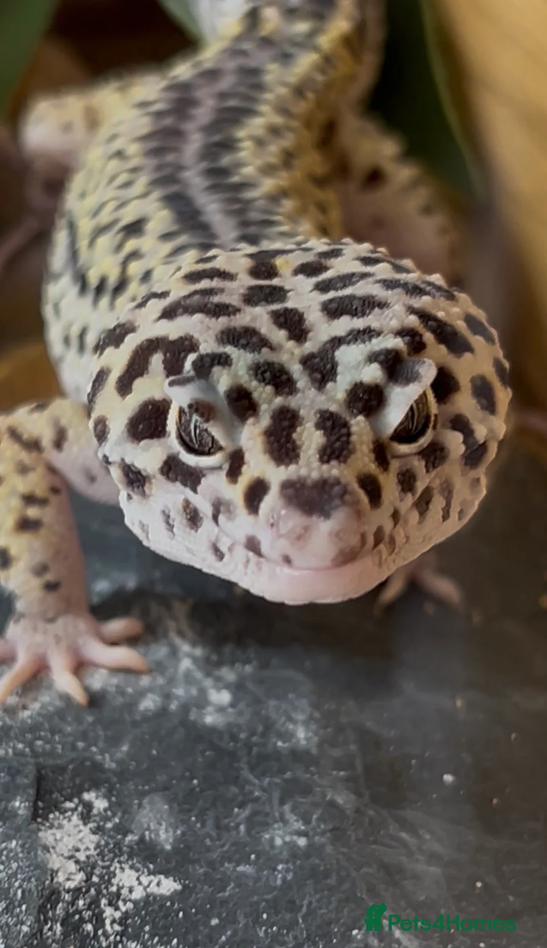 Gecko reptiles for sale: Leopard Gecko W/ Set Up 🦎 in Colchester - Advert 3