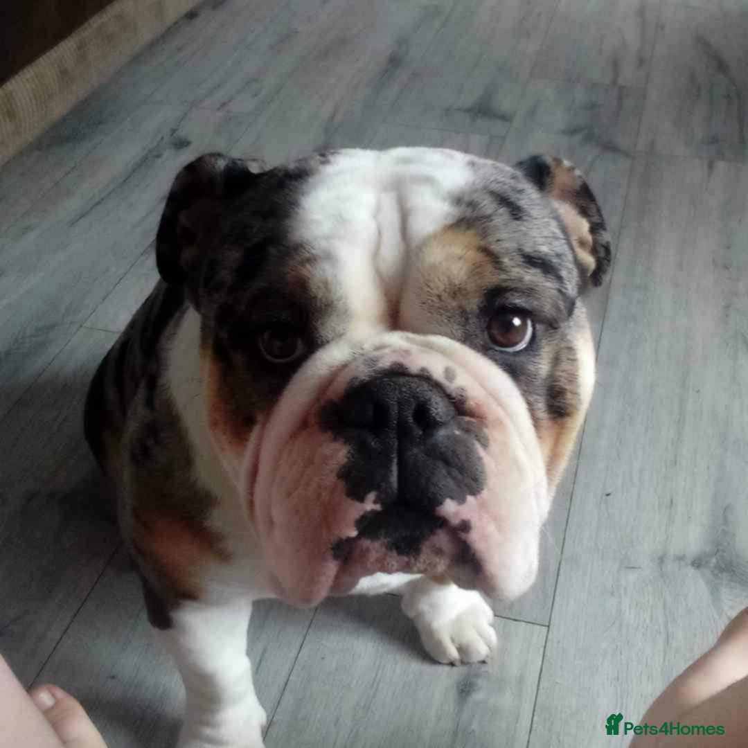 English Bulldog dogs for sale: 2 year old english bulldog - Image 2