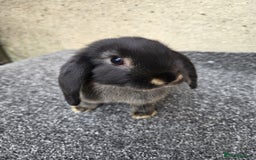 Mini Lop rabbits for sale: Baby lops, only 2 black ones left - Image 1