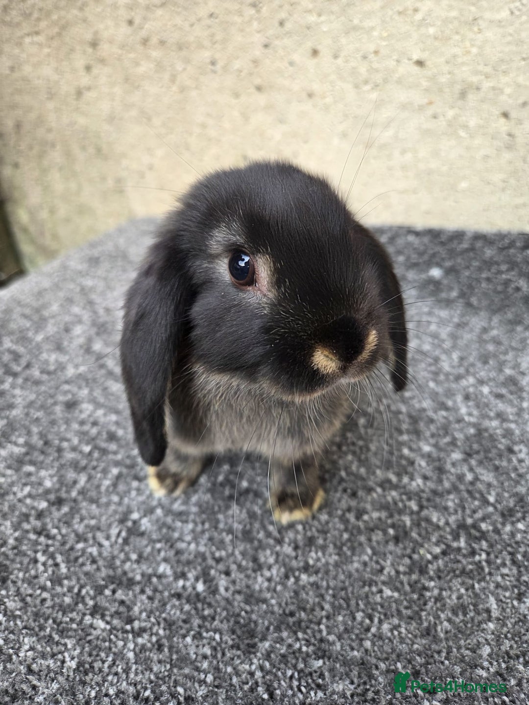 Mini Lop rabbits for sale: Baby lops, only 2 black ones left - Image 1