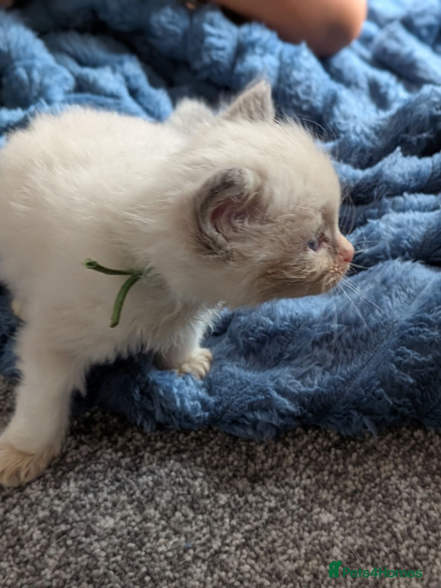 Ragdoll cats GCCF Ragdolls • Grand Champion • Blue/Seal/Lynx - Advert 2