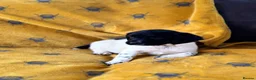 English Springer Spaniel dogs for sale: ENGLISH SPRINGER SPANIEL PUPS  - Advert 8