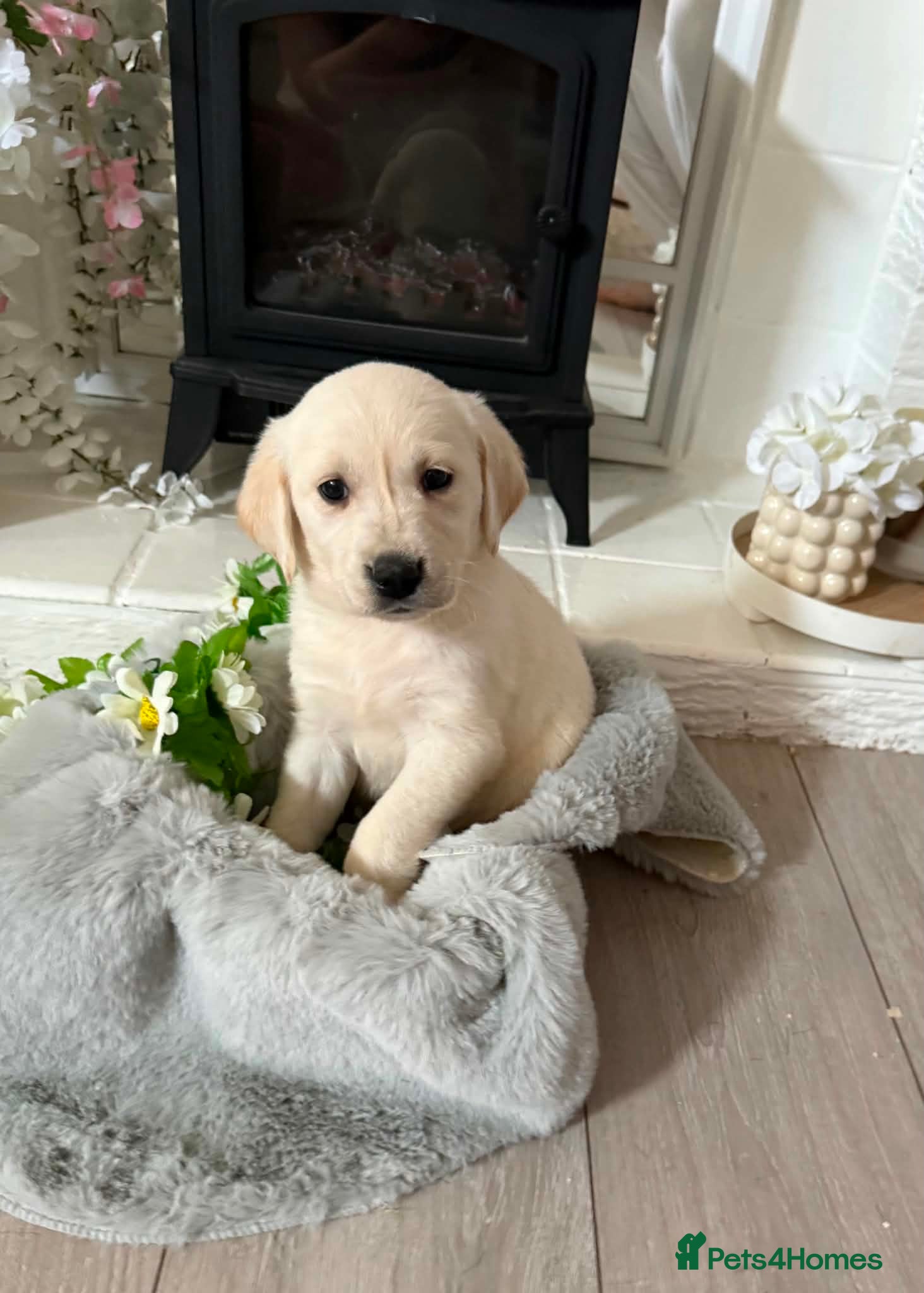 Goldador dogs Beautiful goldador pups - Advert 12