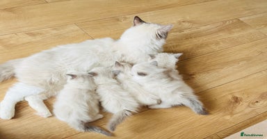 Ragdoll cats - Advert 2