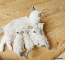 Ragdoll cats - Advert 6