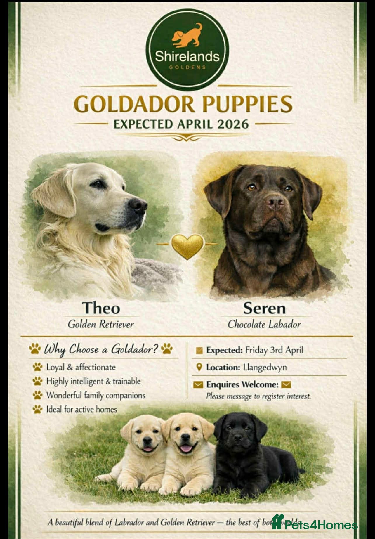 Goldador dogs Stunning Goldador Litter expected - Advert 1