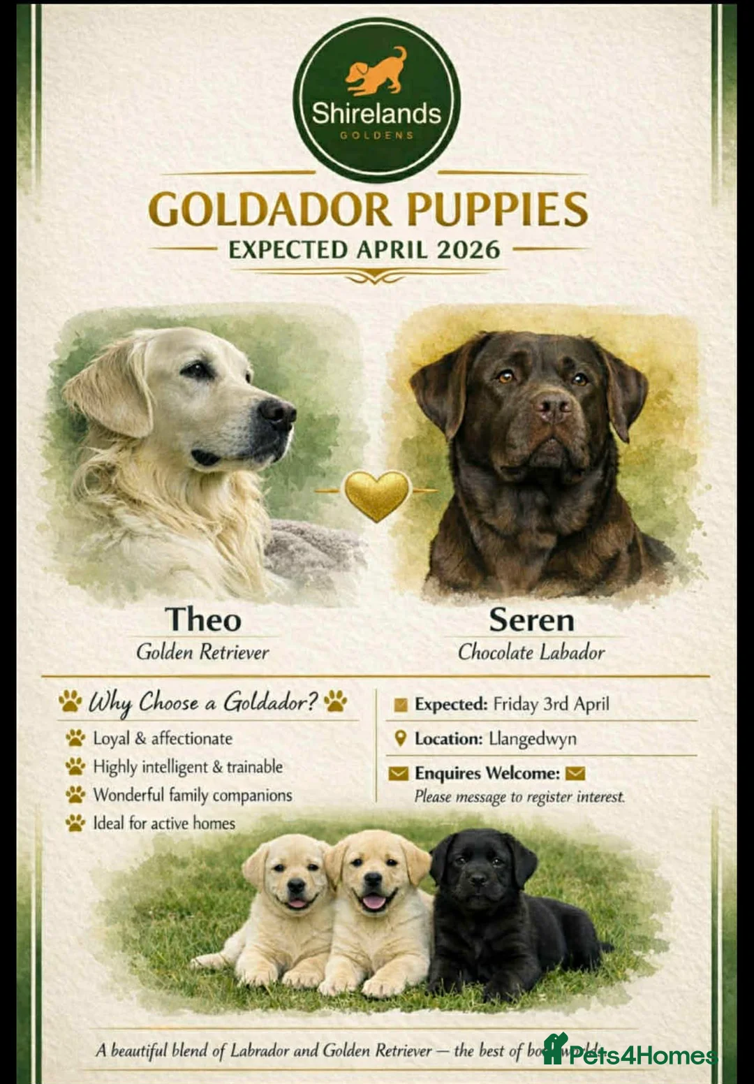 Goldador dogs for sale: Stunning Goldador Litter expected - Advert 1