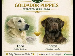 Goldador dogs Stunning Goldador Litter expected - Advert 1