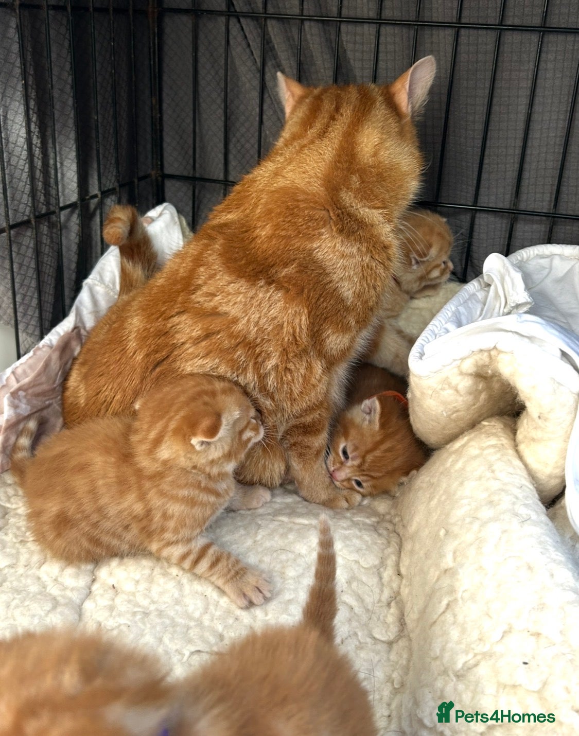 Mixed Breed cats Pure Ginger Mackerel Tabbies - Advert 1