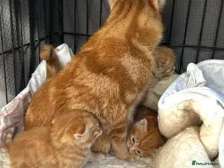 Mixed Breed cats Pure Ginger Mackerel Tabbies - Advert 1