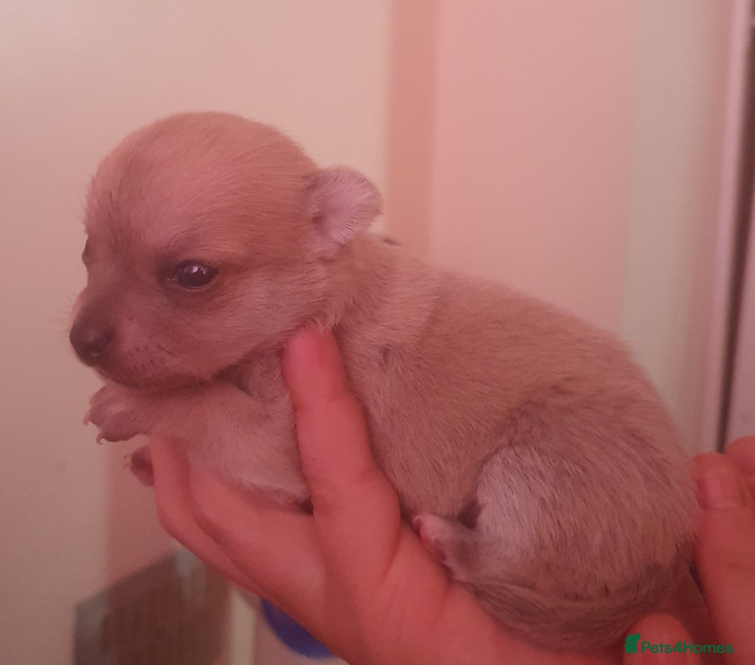 Chihuahua dogs for sale: chihuahua beautiful little girl - Image 1