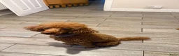 Cockapoo dogs for sale: GORGEOUS GOLD & RED MINIATURE COCKAPOO PUPPIES  in Northwich - Advert 2
