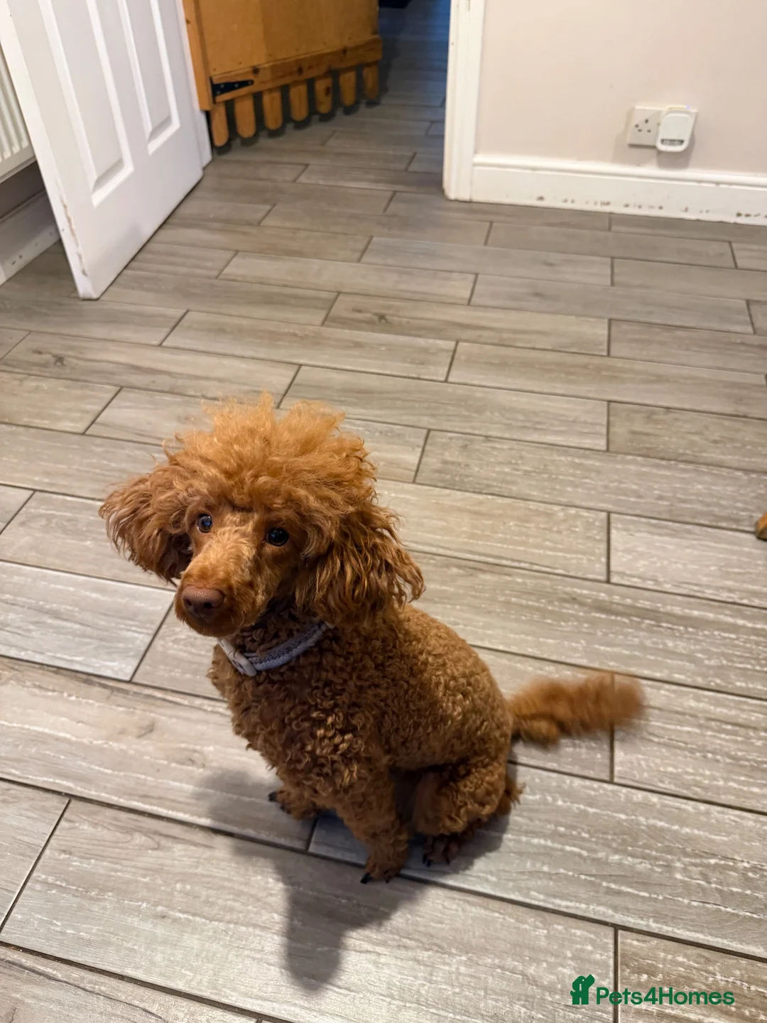 Cockapoo dogs for sale: GORGEOUS GOLD & RED MINIATURE COCKAPOO PUPPIES  in Northwich - Advert 2