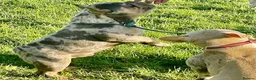 French Bulldog dogs for sale: QUALITY HEALTH TESTED FRENCH BULLDOG PUPPIES  - Advert 17
