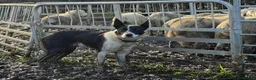 Border Collie dogs for stud: Athletic, Kind, Health Tested, Driven Stud - Advert 3