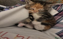 British Shorthair cats for sale: Beautiful mixed litter of kittens  - Image 1