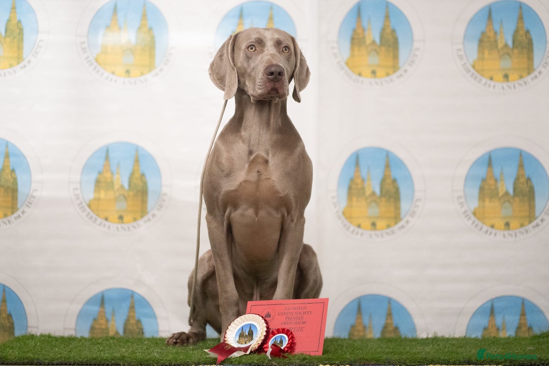 Weimaraner dogs for stud: Proven Stunning kc registered weimaraner for stud  in West Bromwich - Image 7