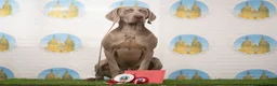 Weimaraner dogs for stud: Proven Stunning kc registered weimaraner for stud  in West Bromwich - Advert 7