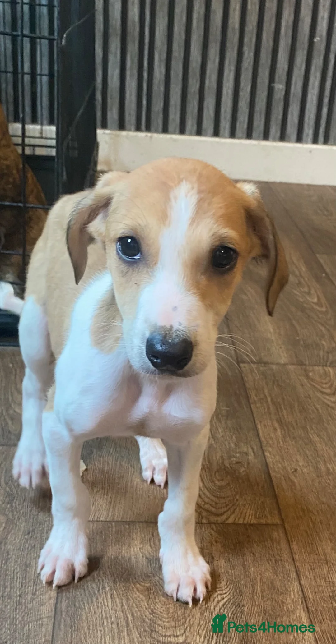 Lurcher dogs for sale: Lurcher puppies  - Advert 4