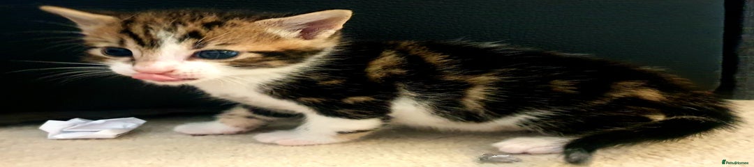 Mixed Breed Kitten 3