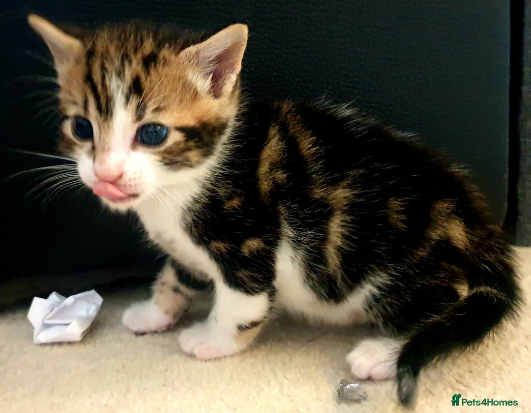 Mixed Breed cats for sale: Sweet Black & White & Tabby Kittens - Image 12