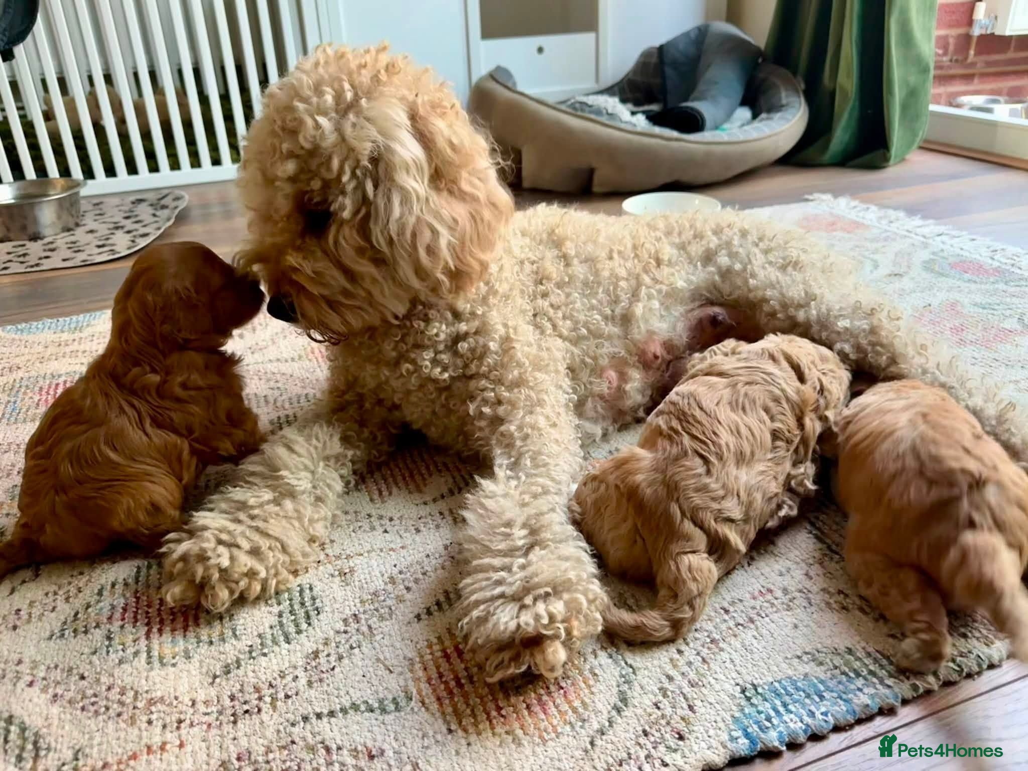 Australian Labradoodle dogs Multigenerational Australian Labradoodle  - Advert 1