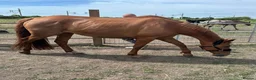 British Warmblood horses for sale: Stunning 16.1 warmblood mare  - Advert 3