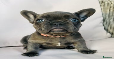 French Bulldog dogs KC registered French Bulldog Puppies - Advert 12