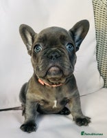 French Bulldog dogs KC registered French Bulldog Puppies - Advert 12
