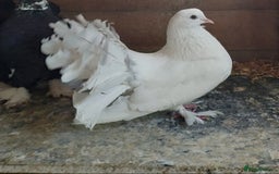 Pigeons birds for sale: Lovely fantails for sale  - Image 6