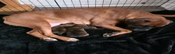 Boxer dogs for sale:  1 brindle girl kc reg come take a look x - Advert 11