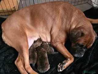 Boxer dogs 3 kc reg come take a look - Advert 3