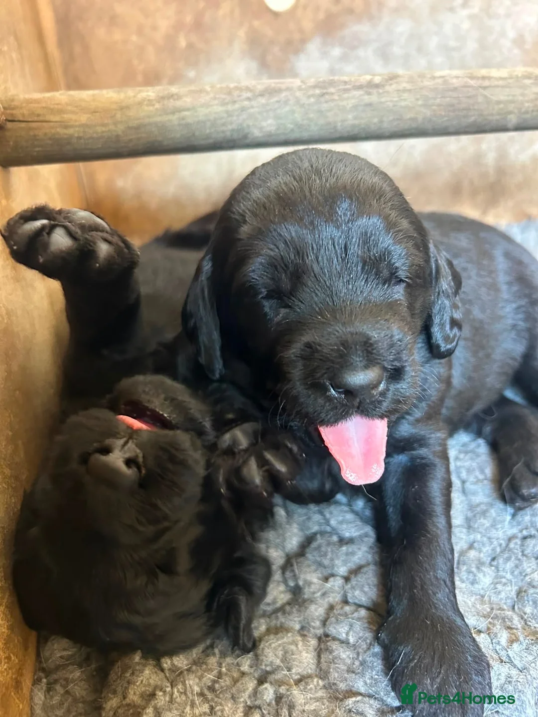 Labradoodle dogs for sale: Miniature labradoodle pups in Folkestone - Advert 1