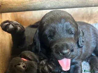 Labradoodle dogs Miniature labradoodle pups - Advert 5
