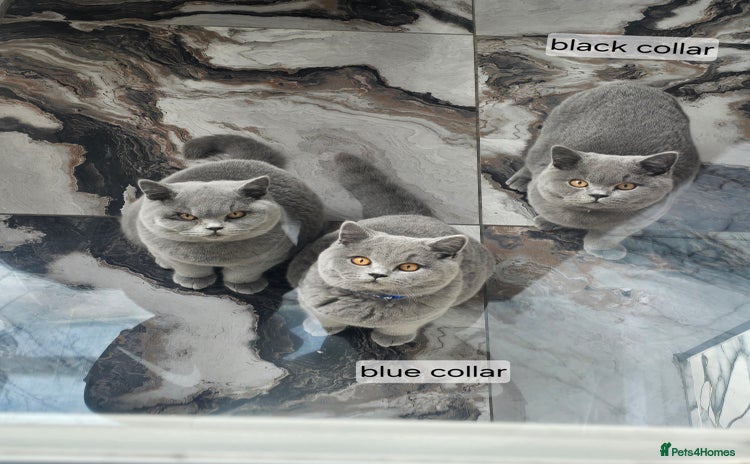 British Shorthair cats GCCF British shorthair kittens - Advert 4